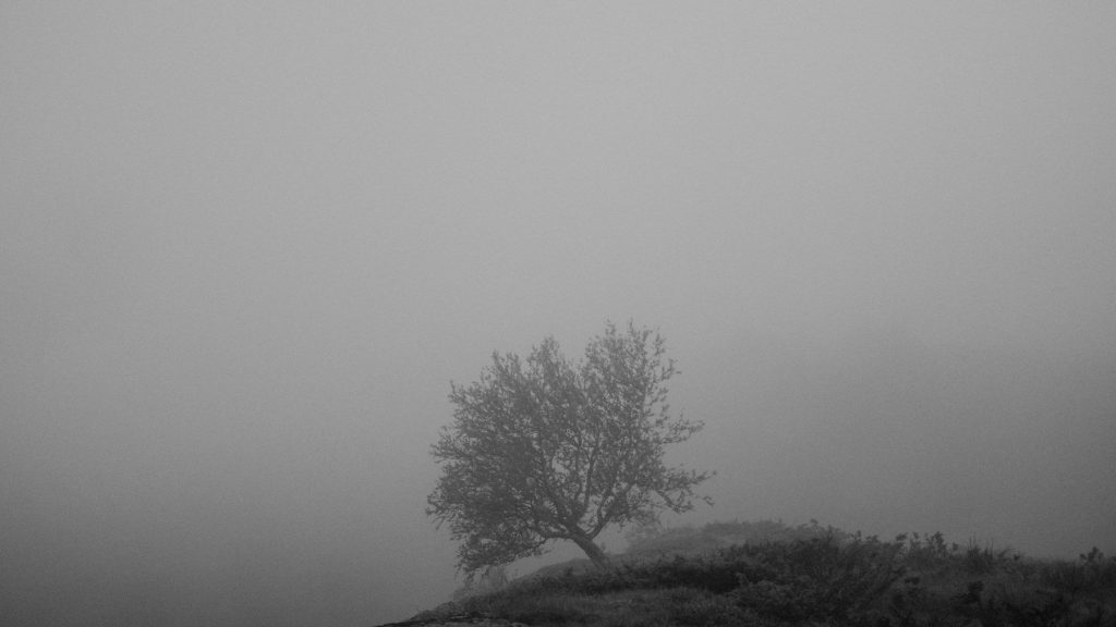 Moody fog and tree
